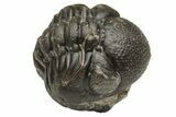 Wide, Enrolled Austerops Trilobite - Morocco #224017-1